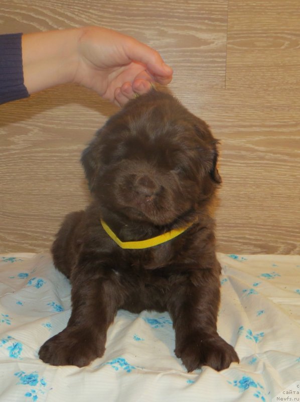 Фото: Хит Шелико Инфинити Фелицидад