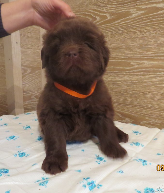 Фото: Хит Шелико Ингеборга Импрессия