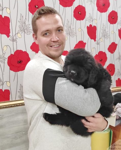 Фото: ньюфаундленд YUkon iz Plemeni Kedra (Юкон из Племени Кедра)