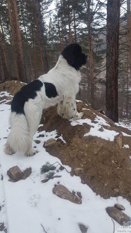 Фото: ньюфаундленд Vladyika Gor Imbirnyiy Pryanik (Владыка Гор Имбирный Пряник)