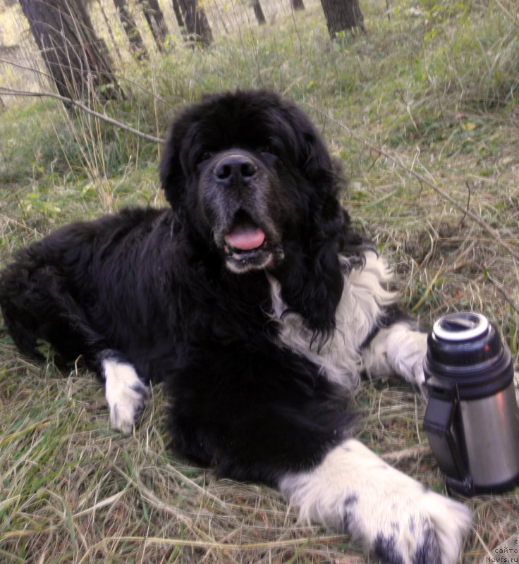 Фото: ньюфаундленд Starbimovlav Gardemarin (Старбимовлав Гардемарин)