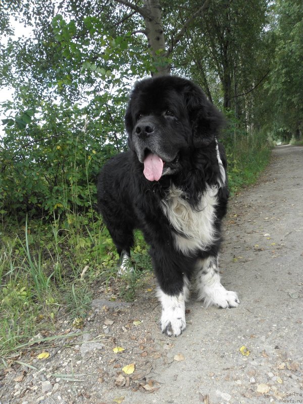 Фотография № 247880