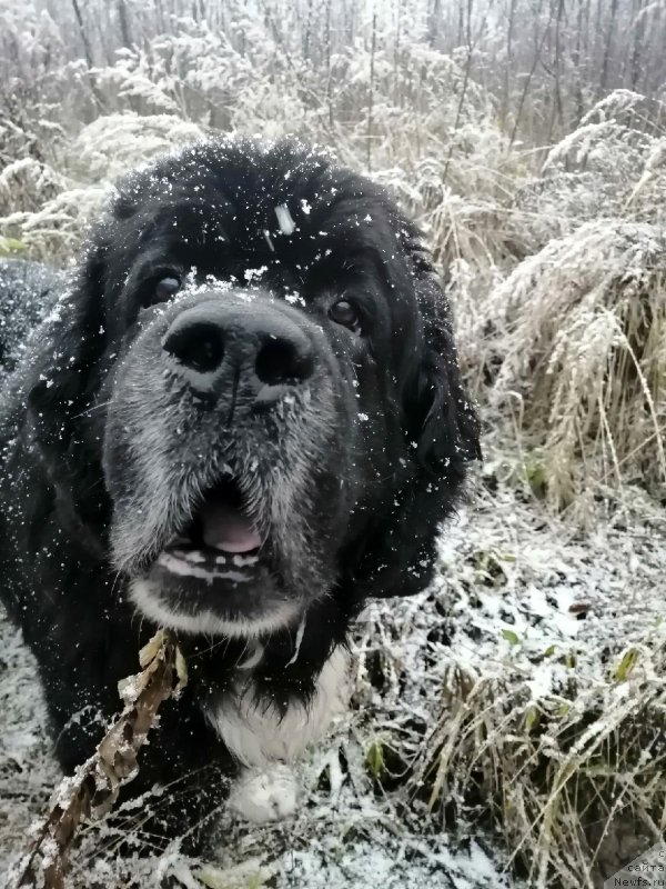 Фото: ньюфаундленд Starbimovlav Gardemarin (Старбимовлав Гардемарин)