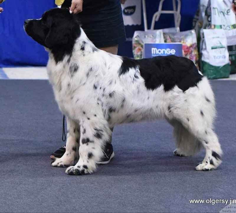 Фото: ньюфаундленд Euzhiyarvi ot Karelskikh Medvedey (Еужиярви от Карельских Медведей)