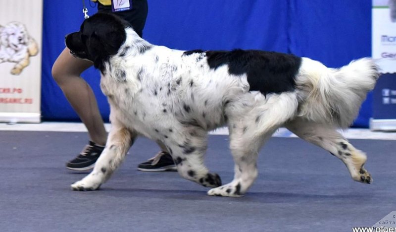 Фото: ньюфаундленд Euzhiyarvi ot Karelskikh Medvedey (Еужиярви от Карельских Медведей)