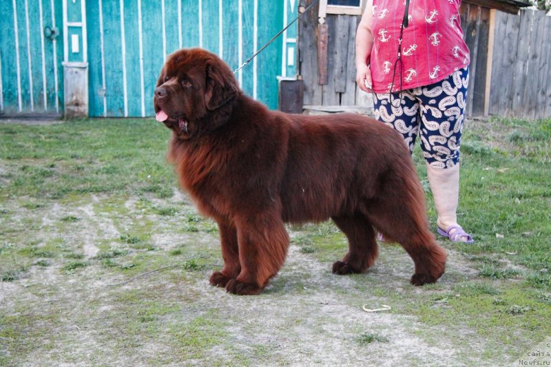 Фото: ньюфаундленд Obush Shed Ireland (Обуш Шед Ирелэнд)