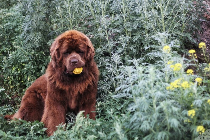 Фото: ньюфаундленд Obush Shed Ireland (Обуш Шед Ирелэнд)