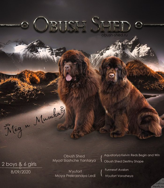 Фото: ньюфаундленд Obush Shed Myod Slashche Yantarya (Обуш Шед Мёд Слаще Янтаря), ньюфаундленд N'yufort Moya Prekrasnaya Ledi (Ньюфорт Моя Прекрасная Леди)