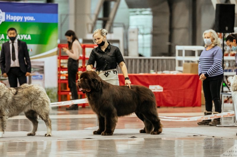 Фото: ньюфаундленд Obush Shed Myod Slashche Yantarya (Обуш Шед Мёд Слаще Янтаря)