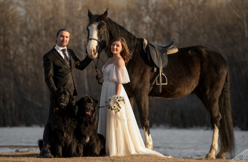 Фото: YUliya Vasilenko (Юлия Василенко), Sergey Sorokin (Сергей Сорокин), ньюфаундленд Njufort Zoloto Satori (Ньюфорт Золото Сатори), ньюфаундленд Gessi ot Sibirskogo Medvedja (Гесси от Сибирского Медведя)
