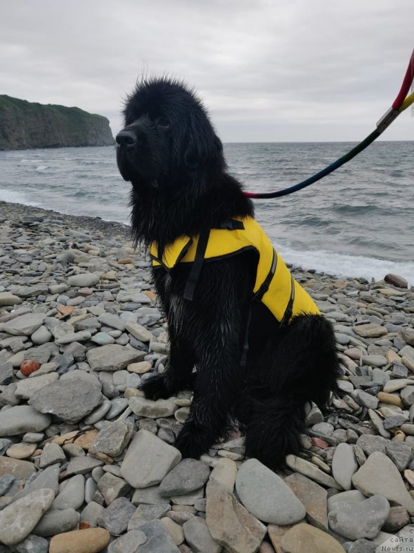 Фото: ньюфаундленд Njufort Zoloto Satori (Ньюфорт Золото Сатори)