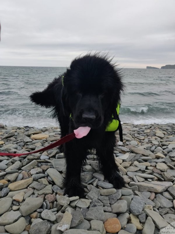 Фото: ньюфаундленд Gessi ot Sibirskogo Medvedja (Гесси от Сибирского Медведя)