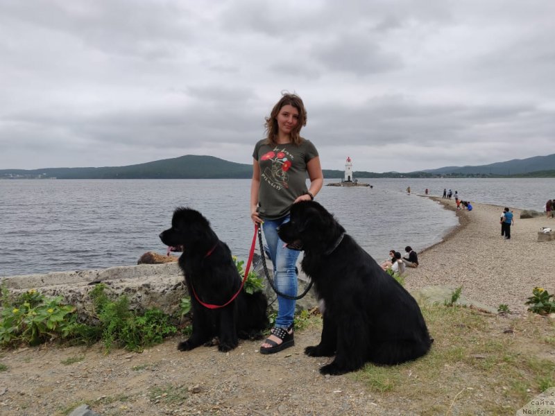 Фото: YUliya Vasilenko (Юлия Василенко), ньюфаундленд Gessi ot Sibirskogo Medvedja (Гесси от Сибирского Медведя), ньюфаундленд Njufort Zoloto Satori (Ньюфорт Золото Сатори)