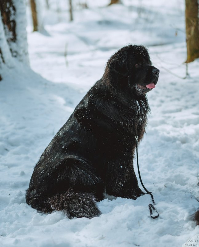 Фото: ньюфаундленд Njufort Zoloto Satori (Ньюфорт Золото Сатори)