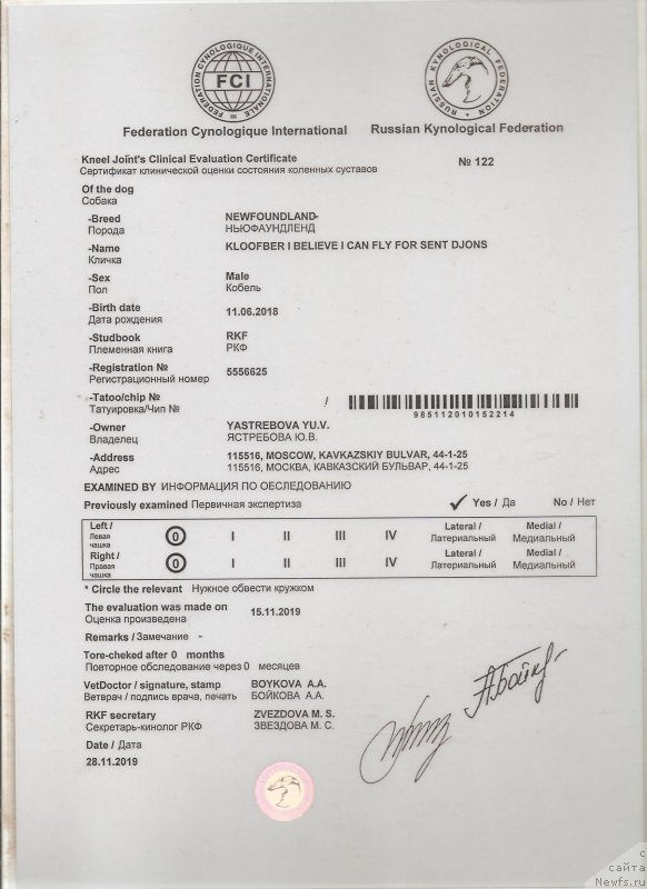 Фото: ньюфаундленд Kloofbears I Believe I Can Flay for Sent Djons