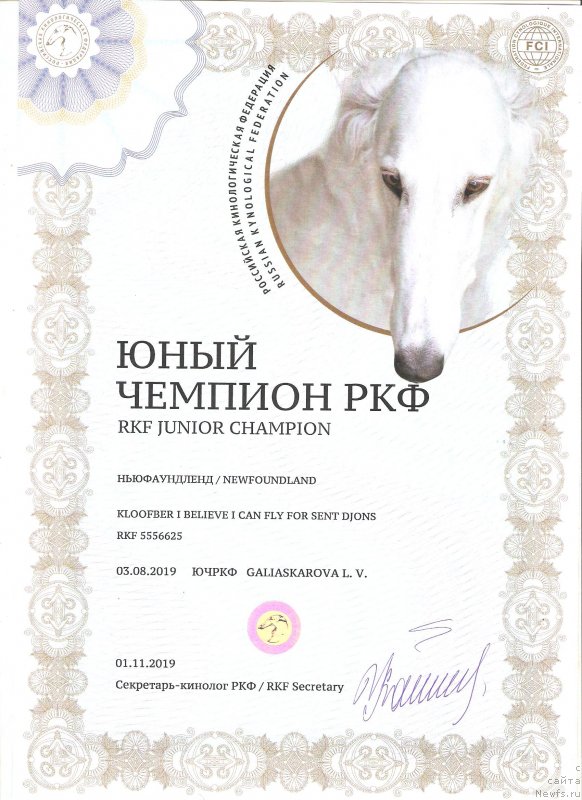 Фото: ньюфаундленд Kloofbears I Believe I Can Flay for Sent Djons