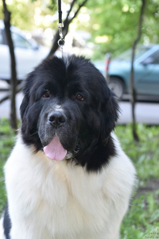 Фото: ньюфаундленд Sent Djons Elizabeth the Great (Сент Джонс Елизабет зе Грейт)