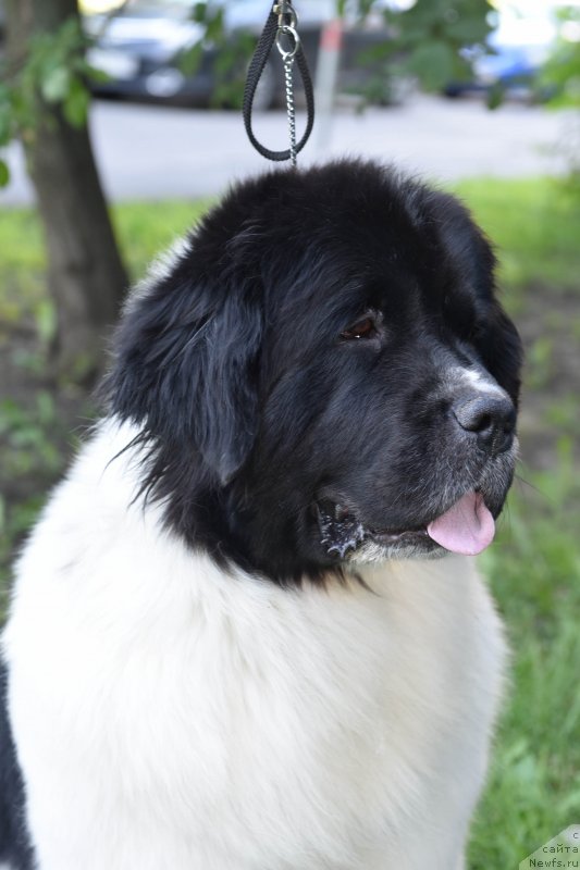 Фото: ньюфаундленд Sent Djons Elizabeth the Great (Сент Джонс Елизабет зе Грейт)