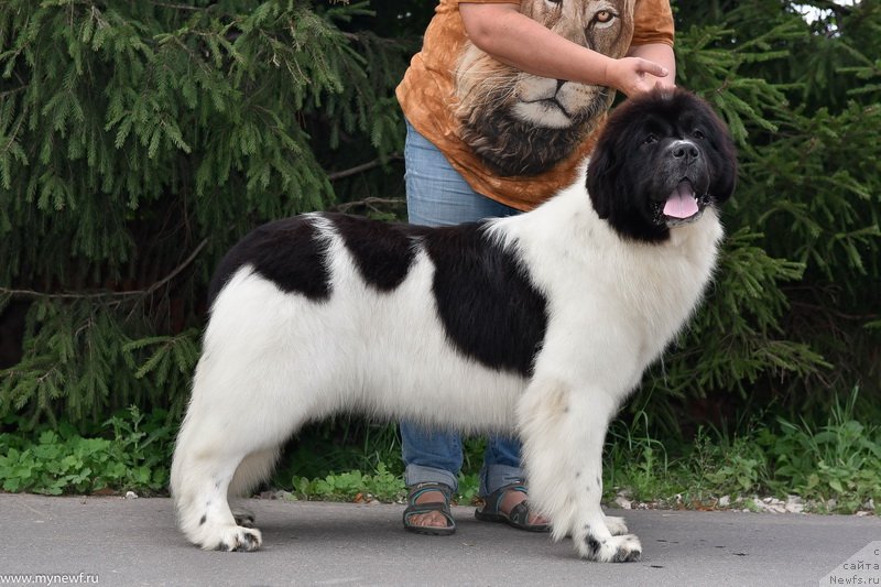 Фото: ньюфаундленд Sent Djons Elizabeth the Great (Сент Джонс Елизабет зе Грейт)