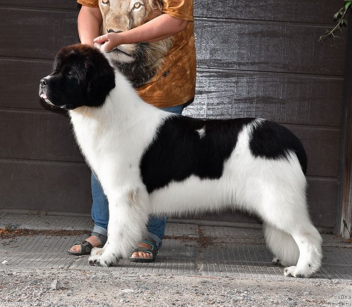 Фото: ньюфаундленд Sent Djons Elizabeth the Great (Сент Джонс Елизабет зе Грейт)