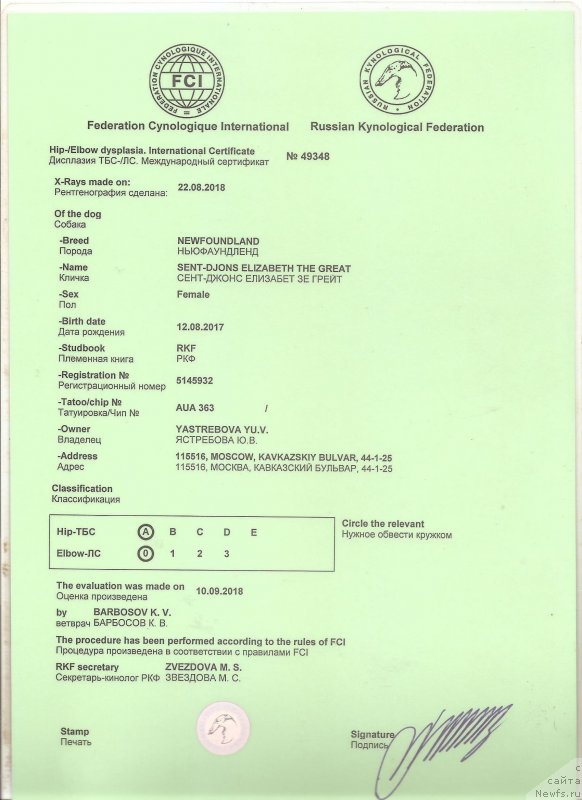 Фото: ньюфаундленд Sent Djons Elizabeth the Great (Сент Джонс Елизабет зе Грейт)