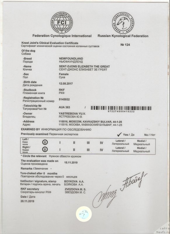 Фото: ньюфаундленд Sent Djons Elizabeth the Great (Сент Джонс Елизабет зе Грейт)