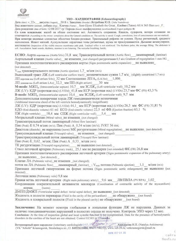 Фото: ньюфаундленд Sent Djons Elizabeth the Great (Сент Джонс Елизабет зе Грейт)