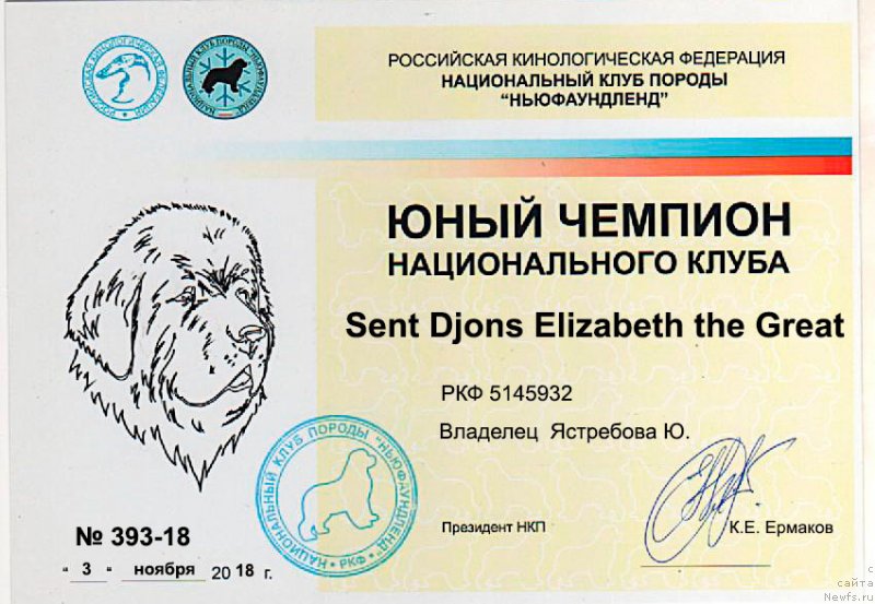 Фото: ньюфаундленд Sent Djons Elizabeth the Great (Сент Джонс Елизабет зе Грейт)