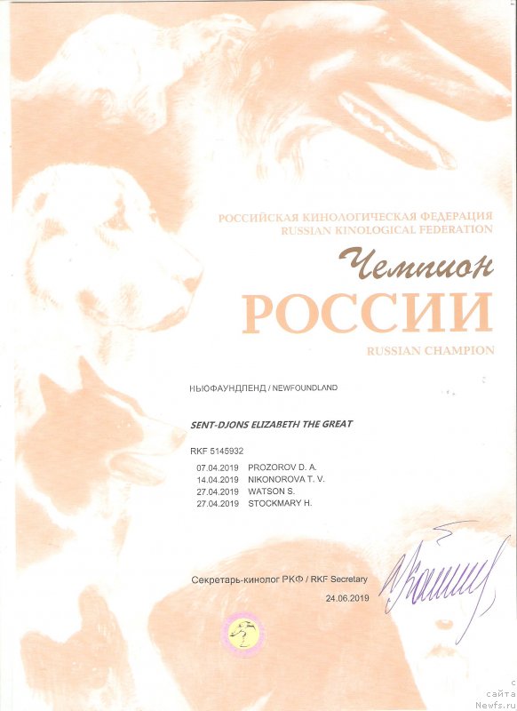 Фото: ньюфаундленд Sent Djons Elizabeth the Great (Сент Джонс Елизабет зе Грейт)