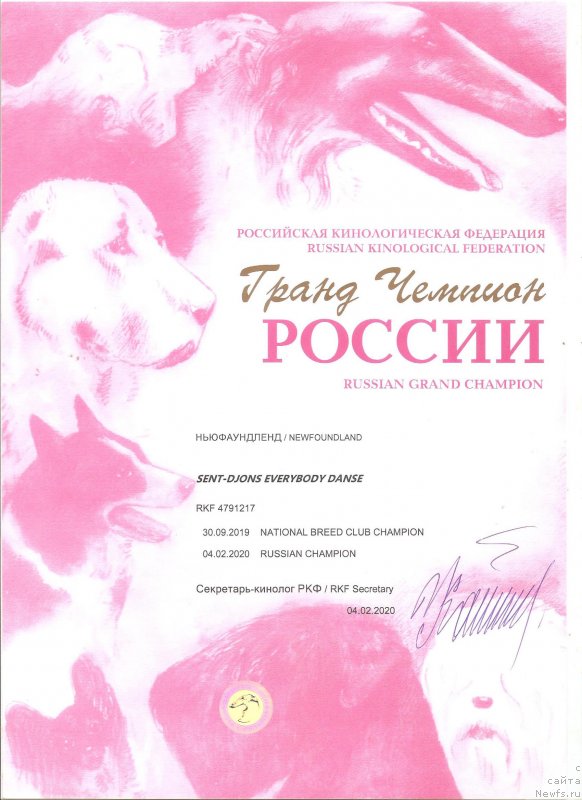 Фото: ньюфаундленд Sent Djons Elizabeth the Great (Сент Джонс Елизабет зе Грейт)