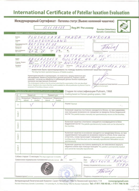 Фото: ньюфаундленд Plushevaya Panda Pandora (Плюшевая Панда Пандора)