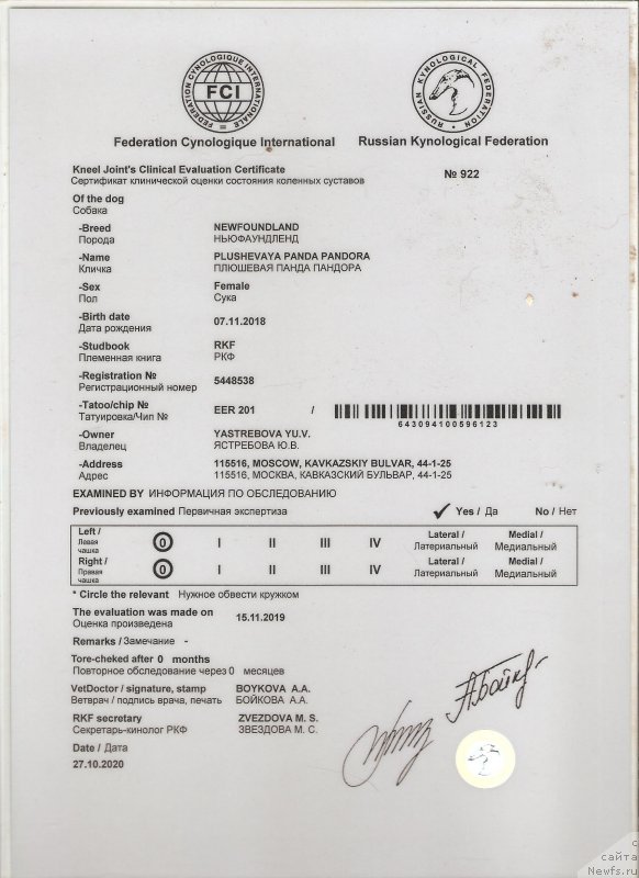 Фото: ньюфаундленд Plushevaya Panda Pandora (Плюшевая Панда Пандора)