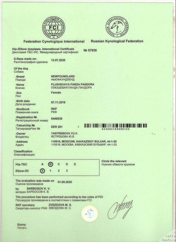 Фото: ньюфаундленд Plushevaya Panda Pandora (Плюшевая Панда Пандора)