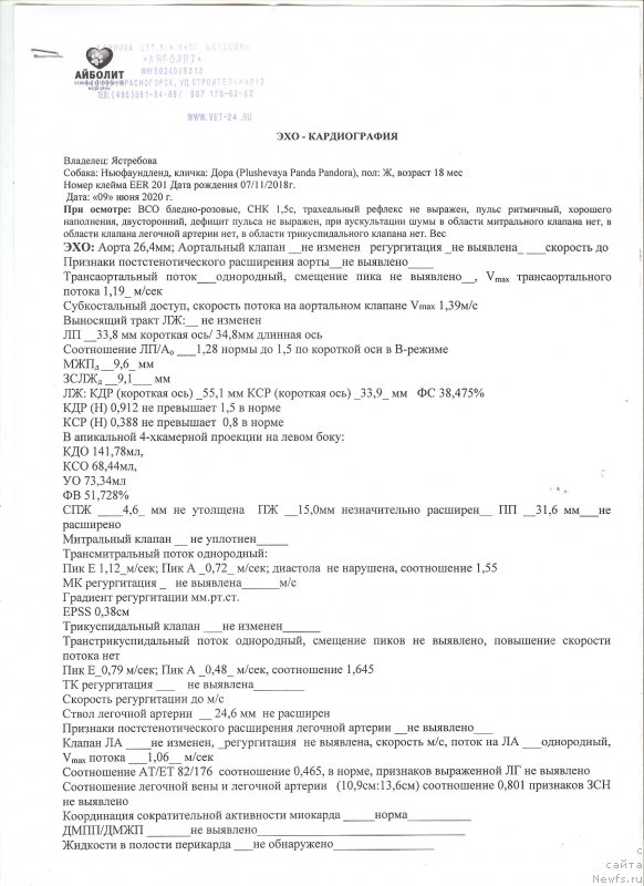 Фото: ньюфаундленд Plushevaya Panda Pandora (Плюшевая Панда Пандора)