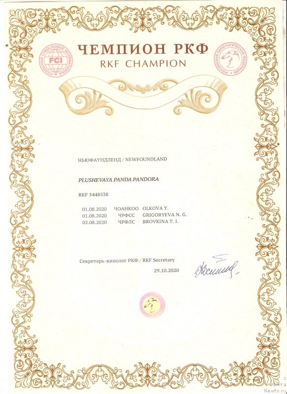 Фото: ньюфаундленд Plushevaya Panda Pandora (Плюшевая Панда Пандора)