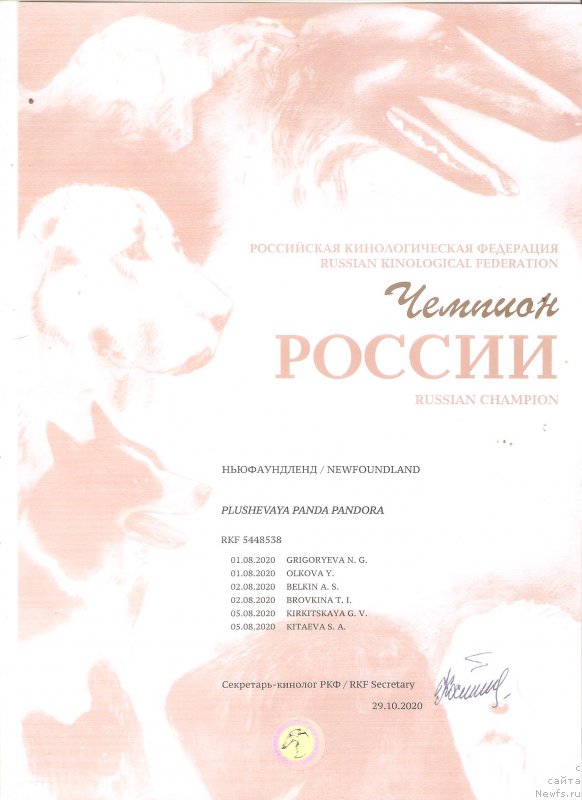 Фото: ньюфаундленд Plushevaya Panda Pandora (Плюшевая Панда Пандора)