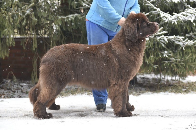 Фото: ньюфаундленд Plushevaya Panda Pandora (Плюшевая Панда Пандора)