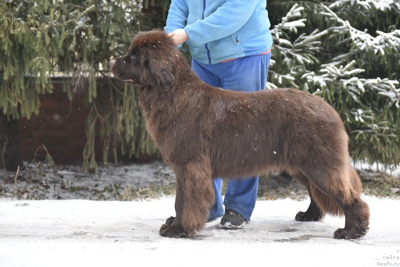Фото: ньюфаундленд Plushevaya Panda Pandora (Плюшевая Панда Пандора)