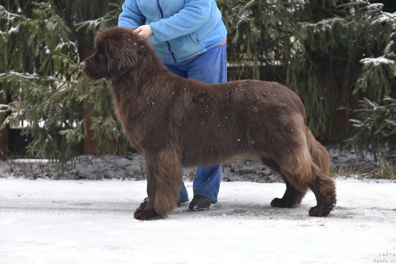 Фото: ньюфаундленд Plushevaya Panda Pandora (Плюшевая Панда Пандора)