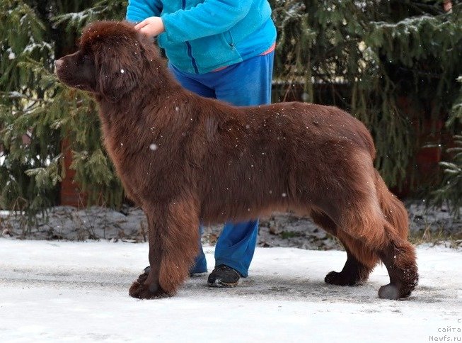Фото: ньюфаундленд Plushevaya Panda Pandora (Плюшевая Панда Пандора)