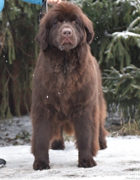 Фото: ньюфаундленд Plushevaya Panda Pandora (Плюшевая Панда Пандора)