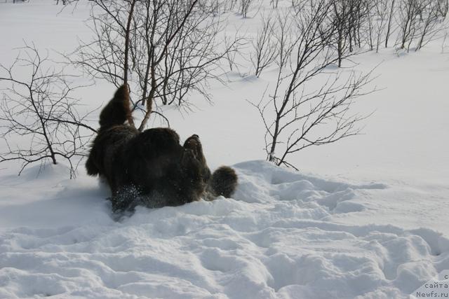 Фото: ньюфаундленд Zolushka Hrustal'naya Tufel'ka (Золушка Хрустальная Туфелька), ньюфаундленд Zorran Snejnyiy Podarok (Зорран Снежный Подарок)