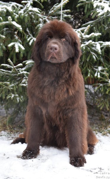 Фото: ньюфаундленд Plushevaya Panda Pandora (Плюшевая Панда Пандора)
