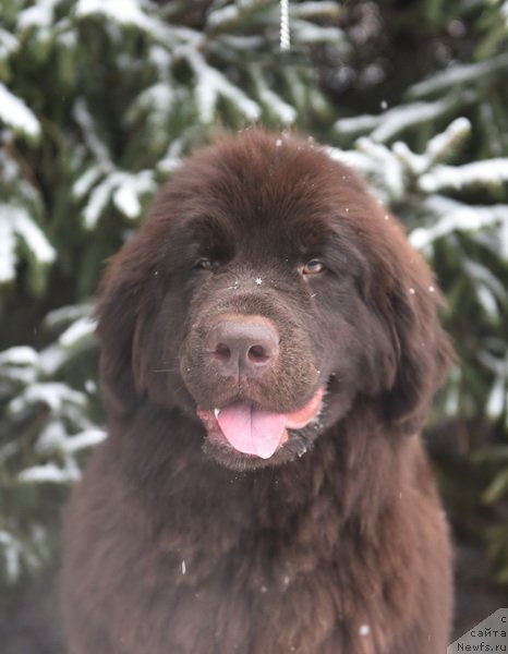 Фото: ньюфаундленд Plushevaya Panda Pandora (Плюшевая Панда Пандора)