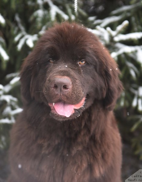 Фото: ньюфаундленд Plushevaya Panda Pandora (Плюшевая Панда Пандора)