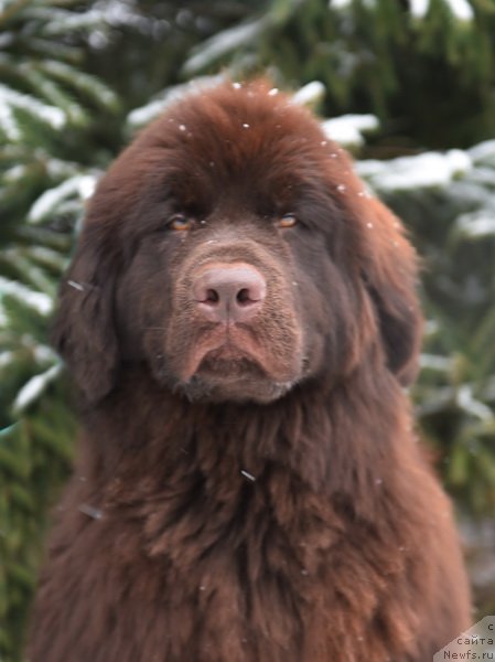 Фото: ньюфаундленд Plushevaya Panda Pandora (Плюшевая Панда Пандора)