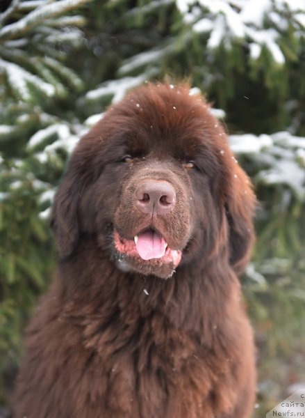 Фото: ньюфаундленд Plushevaya Panda Pandora (Плюшевая Панда Пандора)