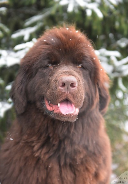 Фото: ньюфаундленд Plushevaya Panda Pandora (Плюшевая Панда Пандора)