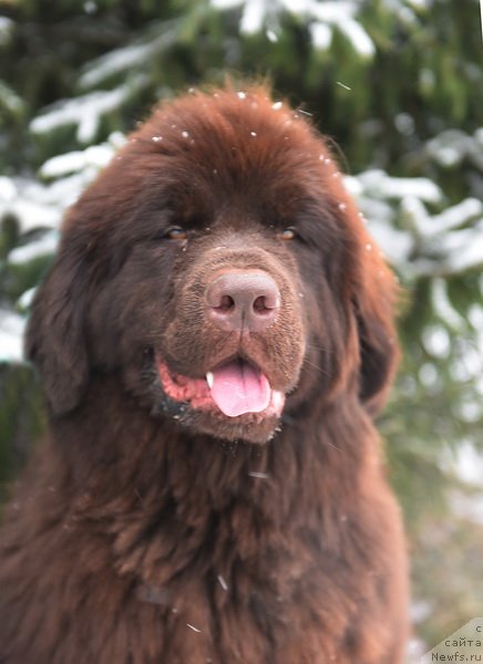 Фото: ньюфаундленд Plushevaya Panda Pandora (Плюшевая Панда Пандора)