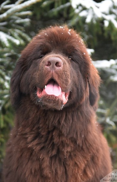 Фото: ньюфаундленд Plushevaya Panda Pandora (Плюшевая Панда Пандора)